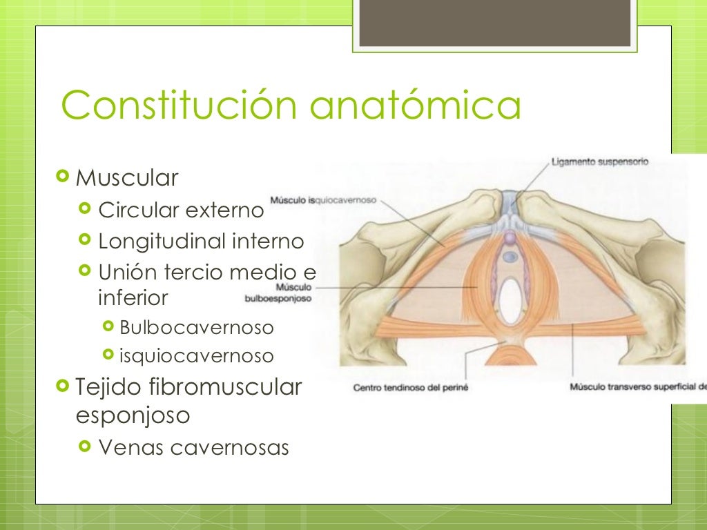 Contenido de la cavidad pelvica femenina