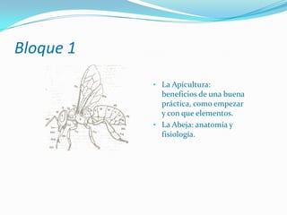 Bloque 1La Apicultura: beneficios de una buena práctica, como empezar y con que elementos.