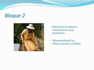 La Abeja: anatomía y fisiología.Bloque 2Manejo de la colmena: ciclo natural y ciclo productivo.