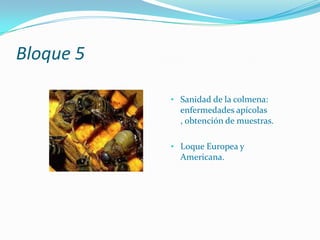 Planificación de la próxima temporada: estibas de material.Bloque 5Sanidad de la colmena: enfermedades apícolas , obtención de muestras.