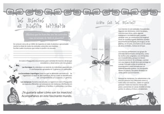 los insectos                                                                          ¿como son los insectos?
      en nuestro territorio                                                                                     Los insectos no son animales muy grandes.
                                                                                                                Algunos son diminutos, como los piojos,
                                                                                                                mientras que otros, como algunas
                 ¿Sabías que los insectos son los animales                                                      mariposas o los insectos palo, pueden
                   más numerosos de todo el planeta?                                                            alcanzar unos 30 centímetros de longitud.
                                                                                                                Viven en muchos lugares distintos: puedes
                                                                                                                encontrarlos en bosques, en el agua, en las
 Se conocen cerca de un millón de especies en todo el planeta y aproximada-                                     plantas, en el suelo, en el aire o en el cuerpo
 mente la mitad de todos los animales conocidos son insectos.                                                   de otros animales, incluso en el tuyo.
 Escribe cuales reconoces que visitan tu jardín o tu escuela.
                                                                                       abdomen cabeza   torax
 ___________________________________________________________________
 ___________________________________________________________________                                            Los insectos pertenecen a un grupo de
 ___________________________________________________________________                                            animales denominados artrópodos, como
 ___________________________________________________________________                                            las arañas y los cangrejos. Los artrópodos
                                                                                                                son invertebrados, porque no tienen
        En todo el Resguardo encontramos gran variedad de insectos de los que                                   columna vertebral. Sin embargo, cuentan
                                   estudiamos y observamos solo tres grupos:                                    con una especie de piel dura que protege su
                                                                                                                cuerpo. Esta piel recibe el nombre de
            Las Hormigas: Se colectaron un total de 325 individuos separados en                                 exoesqueleto y está formada por un
                     21 morfoespecies agrupadas en 13 géneros y 6 subfamilias.                                  material llamado quitina. Los artrópodos
                                                                                                                tienen el cuerpo y las patas divididos en
       Los Escarabajos Coprófagos (ósea los que se alimentan de estiércol): Se                                  varias piezas que se mueven.
             registraron un total de 484 individuos, de los cuales se identificaron
                                146 correspondientes a 15 especies y 11 géneros.                                Aunque las mariposas, los saltamontes o las
                                                                                                                moscas parecen muy diferentes entre sí,
          Las mariposas: Durante este estudio, se registró en todo el Resguardo                                 todos ellos son insectos. ¿Sabes en qué se
            142 especies diferente y 47 subespecies de mariposas distribuidas en                                parecen? Todos los insectos tienen seis
                                115 géneros, 6 familias, 21 subfamilias y 34 tribus.                            patas y presentan el cuerpo dividido en tres
                                                                                                                partes: la cabeza, el tórax y el abdomen.

           ¿Te gustaría saber cómo son los insectos?
           Acompáñanos en este fascinante mundo.
38                                                                                                                                                             39
 