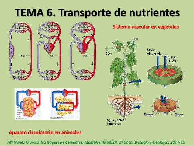 Suministro De Nutrientes Agua Y Gases