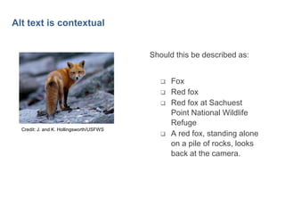 37

Alt text is contextual

Should this be described as:




Credit: J. and K. Hollingsworth/USFWS



Fox
Red fox
Red fox at Sachuest
Point National Wildlife
Refuge
A red fox, standing alone
on a pile of rocks, looks
back at the camera.

 