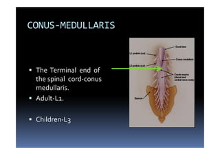 Contents of vertebral canal and its applied aspects mbbs | PDF