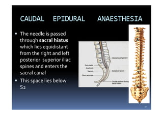 Sacral Canal Contents