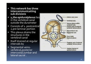 Sacral Canal Contents