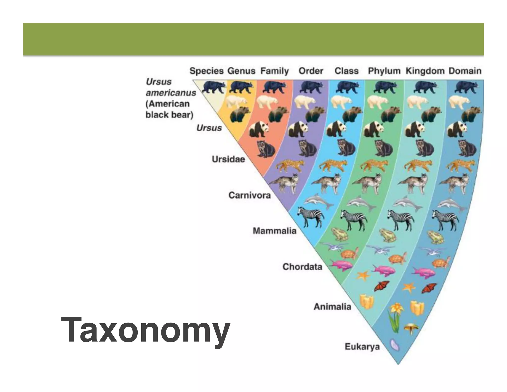 Taxonomy
 