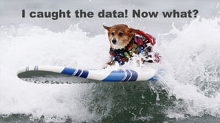 I caught the data! Now what?
 