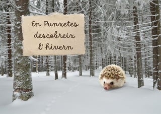 En Punxetes
descobreix
l' hivern
 