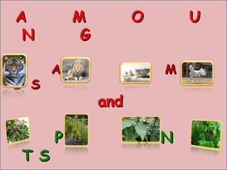 A  M  O  U  N  G A  N  I  M  L  S and  P  L  A  N  T S 