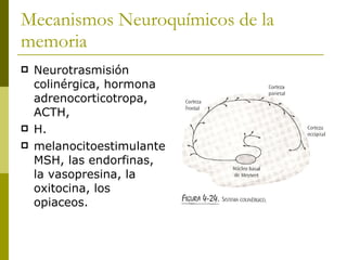 Mecanismos Neuroquímicos de la memoria Neurotrasmisión colinérgica, hormona adrenocorticotropa, ACTH,  H. melanocitoestimulante MSH, las endorfinas, la vasopresina, la oxitocina, los opiaceos. 