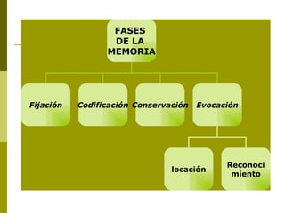 FASES  DE LA  MEMORIA Fijación Codificación Conservación Evocación locación Reconoci miento 