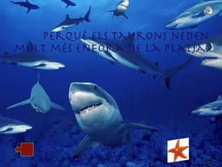 Perquè els taurons neden molt més enfora de la platja. 