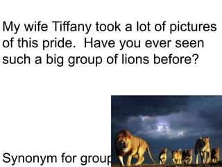 My wife Tiffany took a lot of pictures of this pride.  Have you ever seen such a big group of lions before?Synonym for group?