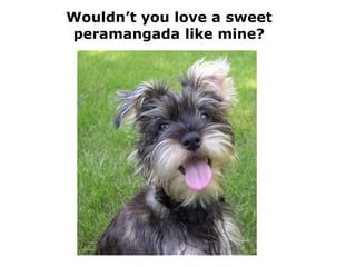 Wouldn’t you love a sweet
peramangada like mine?
 