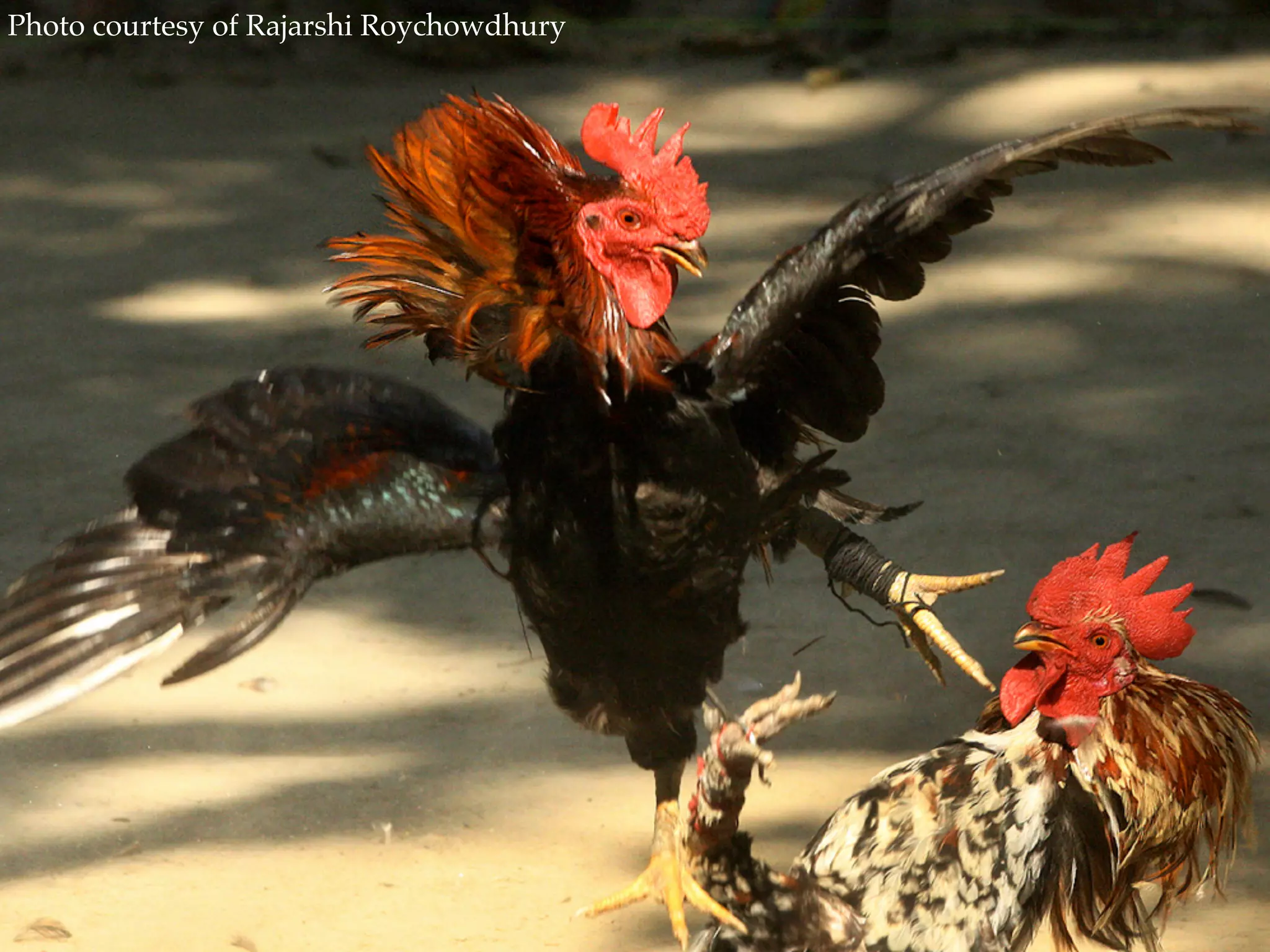 Photo courtesy of Rajarshi Roychowdhury
 