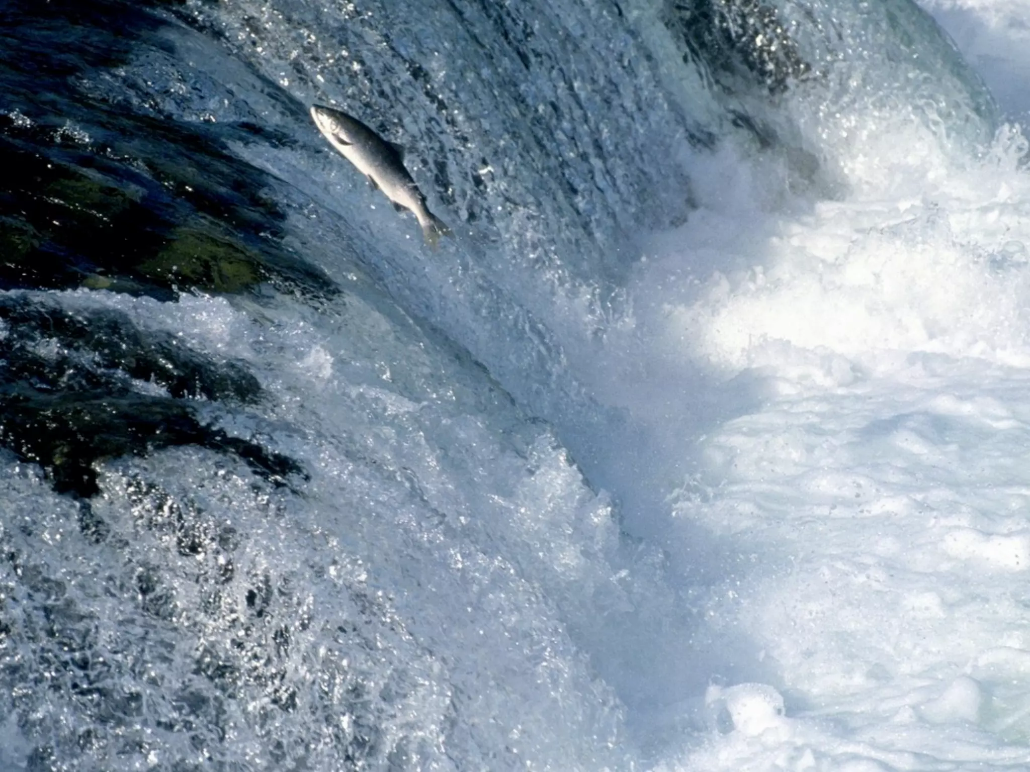 Step 2


     focus all
     energies to go
     upstream
 