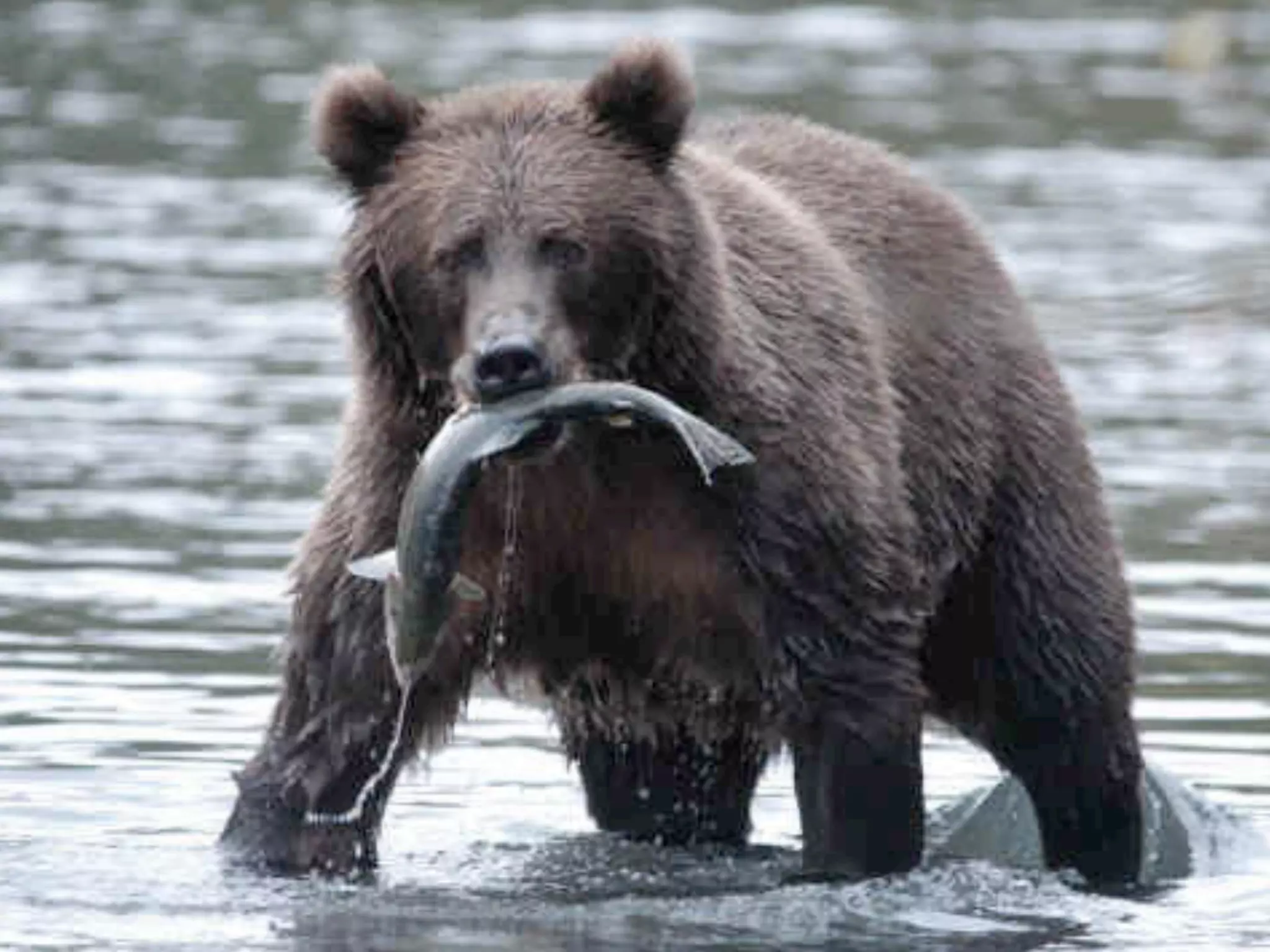 National Geographic,
      take it away
http://www.munseysbearcamp.com/
        Bear_salmon2005.jpg
 