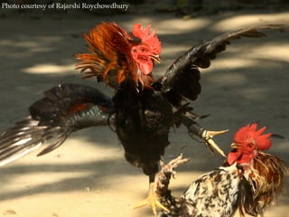 Photo courtesy of Rajarshi Roychowdhury
 