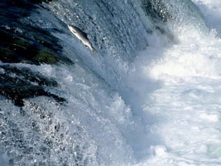 Whatever theya difference if
 it does make told you before
  … reality is a lot different
    you’re going upstream
 