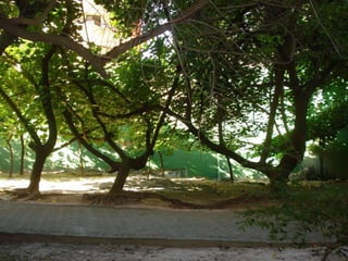 SISTEMA TREE_Contexto e conceito