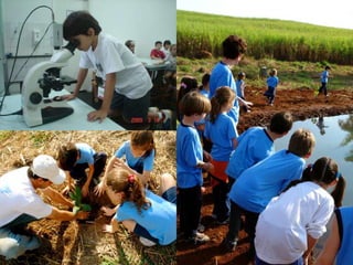 SISTEMA TREE_Contexto e conceito