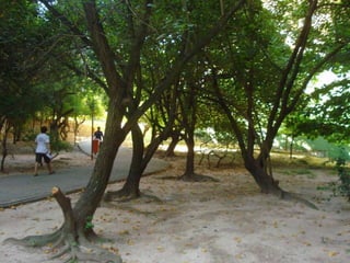 SISTEMA TREE_Contexto e conceito