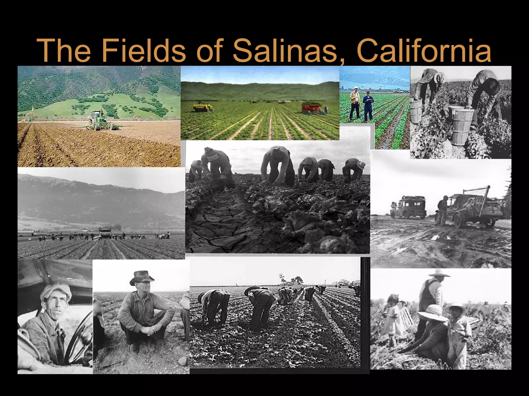 The Fields of Salinas, California

 