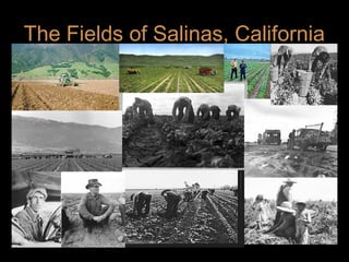 The Fields of Salinas, California

 