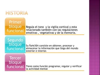 Regula el tono y la vigilia cortical y esta
relacionado también con las regulaciones
emotivas , vegetativas y de la memoria.
Primer
bloque
funcional
Su función consiste en obtener, procesar y
almacenar la información que llega del mundo
exterior e interior.
Segundo
bloque
funcional
Tiene como función programar, regular y verificar
la actividad mental
Tercer
bloque
funcional
 