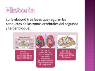 Luria elaboró tres leyes que regulan las
conductas de las zonas cerebrales del segundo
y tercer bloque:
Ley de la
estructura
jerárquica de las
zonas corticales
Ley de la
especificidad
decreciente de
las zonas
corticales
jerárquicamente
organizadas que
la componen.
Ley de la
lateralización
progresiva de las
funciones
 