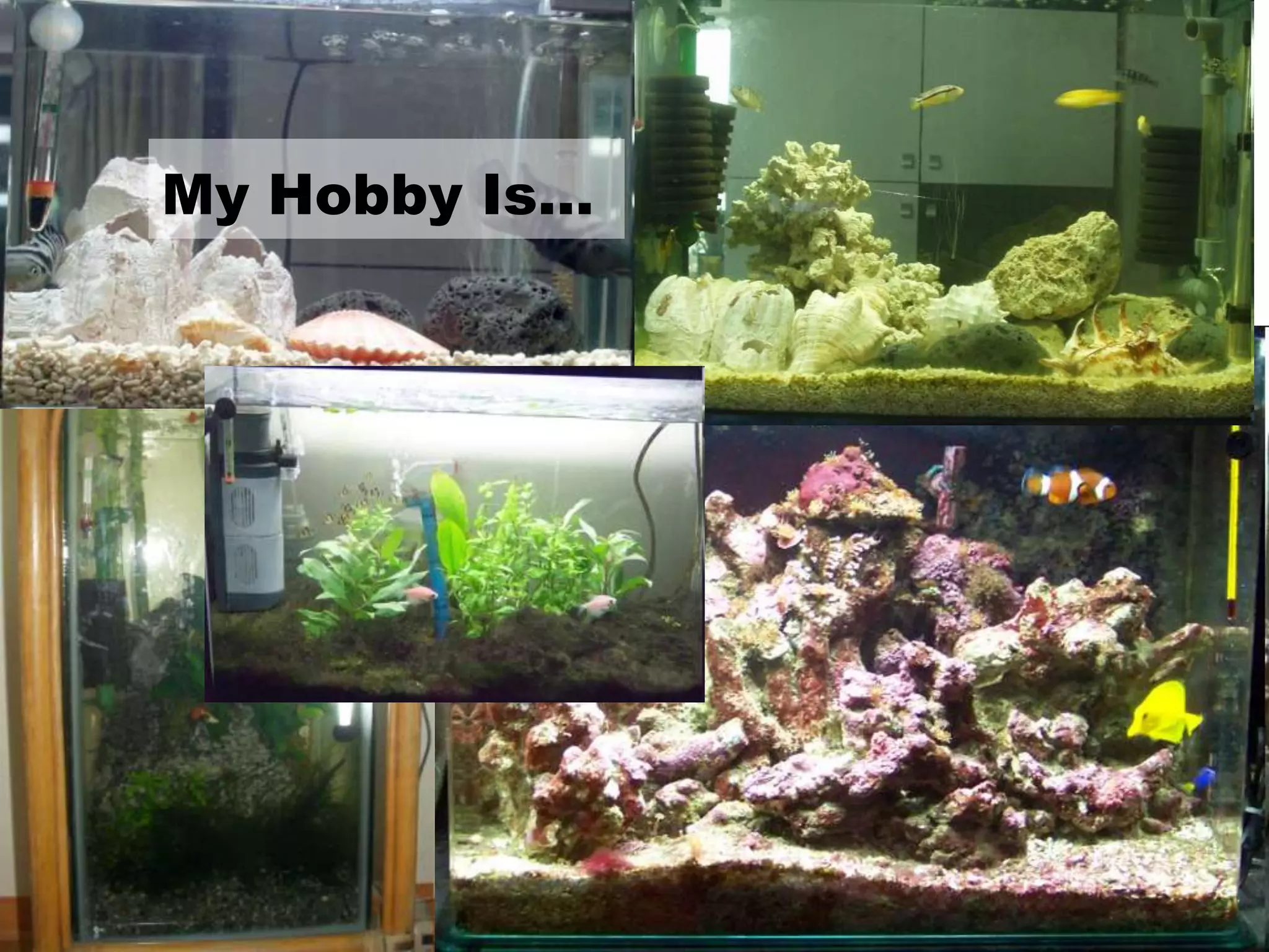 My Hobby Is…