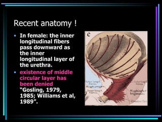 Recent anatomy ! <ul><li>In female: the inner longitudinal fibers pass downward as the inner longitudinal layer of the ure...