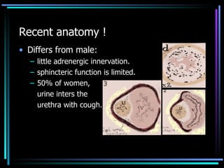 Recent anatomy ! <ul><li>Differs from male: </li></ul><ul><ul><li>little adrenergic innervation. </li></ul></ul><ul><ul><l...