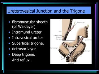 Ureterovesical Junction and the Trigone <ul><li>fibromuscular sheath (of Waldeyer)  </li></ul><ul><li>Intramural ureter </...