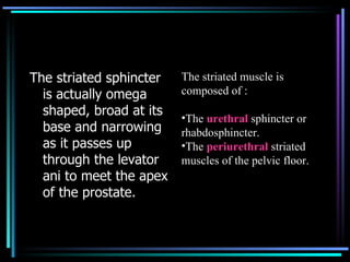 <ul><li>The striated  sphincter  is actually omega shaped, broad at its base and narrowing as it passes up through the lev...
