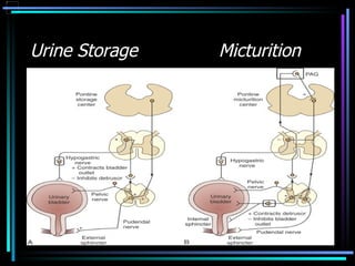 Urine Storage     Micturition         