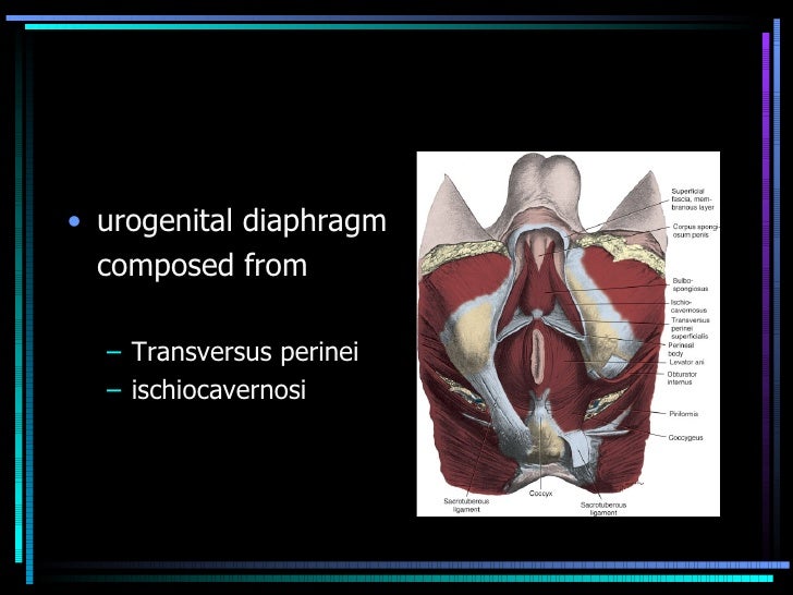 Continence mechanisms