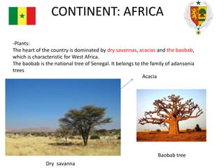 CONTINENT: AFRICA
-Plants:
The heart of the country is dominated by dry savannas, acacias and the baobab,
which is characteristic for West Africa.
The baobab is the national tree of Senegal. It belongs to the family of adansonia
trees
Acacia

Baobab tree
Dry savanna

 