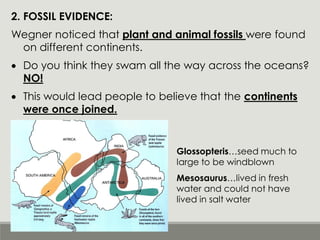 2. FOSSIL EVIDENCE:
Wegner noticed that plant and animal fossils were found
on different continents.
• Do you think they swam all the way across the oceans?
NO!
• This would lead people to believe that the continents
were once joined.
Glossopteris…seed much to
large to be windblown
Mesosaurus…lived in fresh
water and could not have
lived in salt water
 