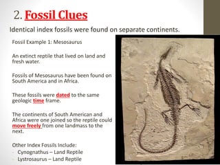 2. Fossil Clues
Fossil Example 1: Mesosaurus
An extinct reptile that lived on land and
fresh water.
Fossils of Mesosaurus have been found on
South America and in Africa.
These fossils were dated to the same
geologic time frame.
The continents of South American and
Africa were one joined so the reptile could
move freely from one landmass to the
next.
Other Index Fossils Include:
- Cynognathus – Land Reptile
- Lystrosaurus – Land Reptile
Identical index fossils were found on separate continents.
 