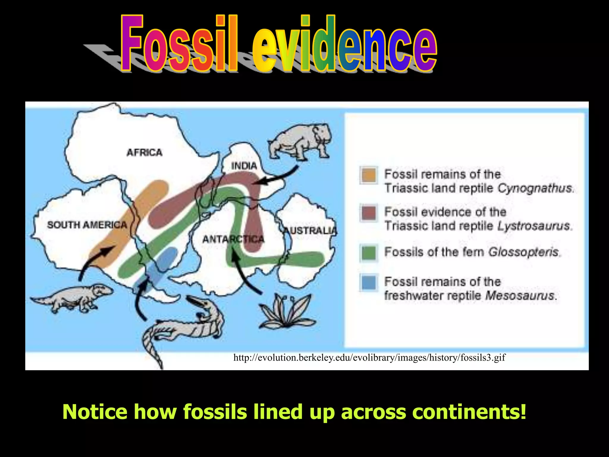 Notice how fossils lined up across continents!
http://evolution.berkeley.edu/evolibrary/images/history/fossils3.gif
 
