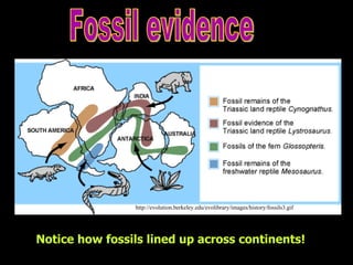 Fossil evidence Notice how fossils lined up across continents!   http://evolution.berkeley.edu/evolibrary/images/history/fossils3.gif 
