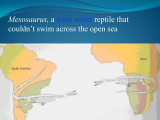Mesosaurus, a fresh water reptile that couldn’t swim across the open sea
