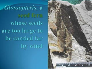 Glossopteris, a seedfern whose seeds are too large to be carried far by wind