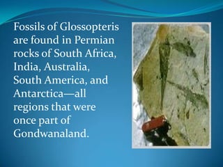 Fossils of Glossopteris are found in Permian rocks of South Africa, India, Australia, South America, and Antarctica—all regions that were once part of Gondwanaland.