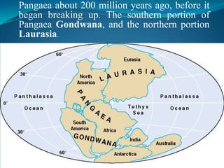 Pangaea about 200 million years ago, before it began breaking up. The southern portion of Pangaea Gondwana, and the northern portion Laurasia. 