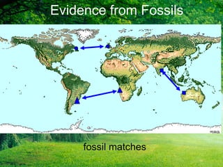 fossil matches
Evidence from Fossils
 