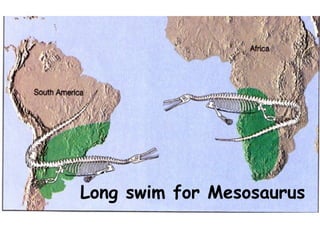 Long swim for Mesosaurus
 