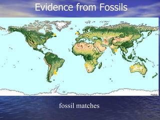 fossil matches Evidence from Fossils 